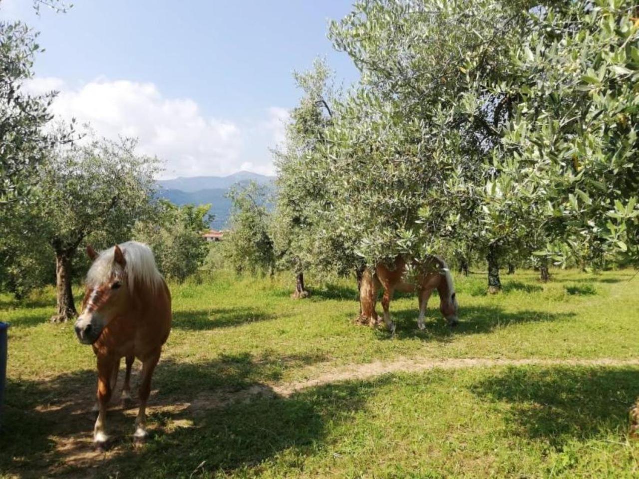 Dolce Lago B&B San Felice del Benaco Exterior foto